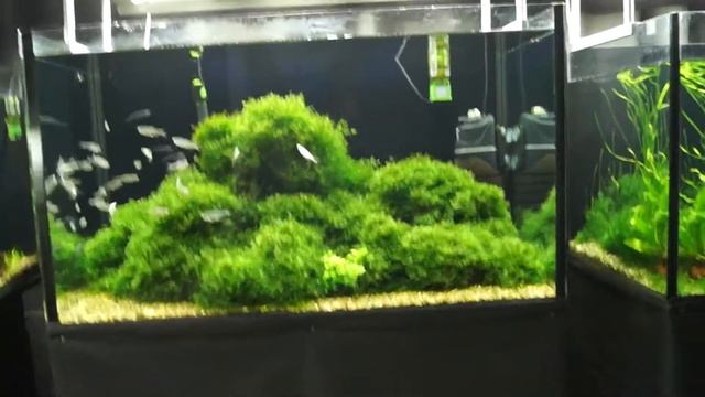 Аквариумный клуб "3 тонны": почему аквариум с мхами. смотреть онлайн