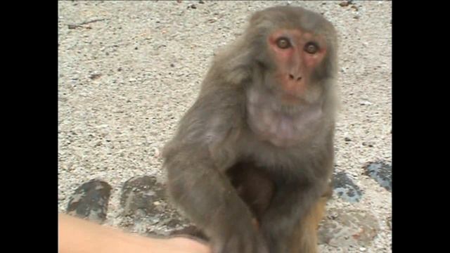 2005 06 2005 Viet Nam TAP Animal Kingdom смотреть онлайн