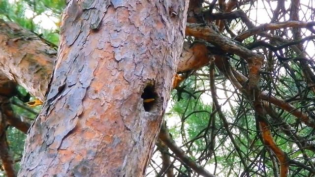 Футаж Скворцы Прилетели! Скворцы Весной. Скворцы в Дупле Сосны. Футажи для видеомонтажа. Видеофутаж