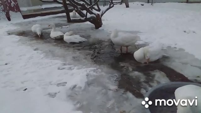 Содержание гусей и уток . смотреть онлайн