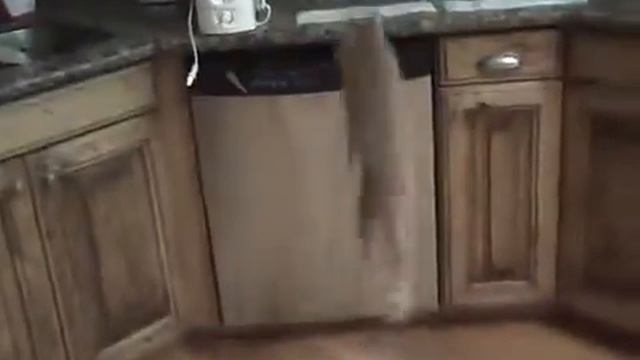 Как отучить кота лазить на стол? смотреть онлайн