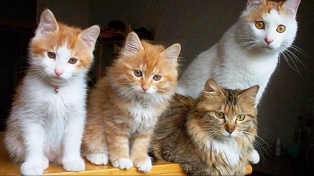 Шесть секретов, позволяющих раскрыть личность вашего кота смотреть онлайн