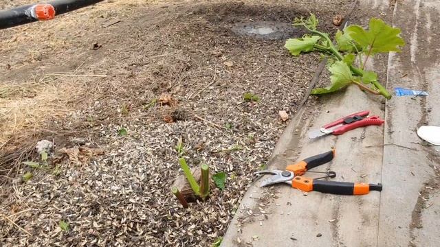 Как правильно привить виноград. И можно ли выращивать на одном кусту несколько сортов винограда. смотреть онлайн