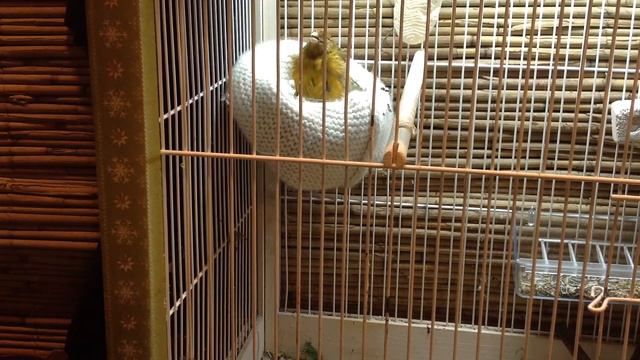 Канарейка снесла яйцо. смотреть онлайн