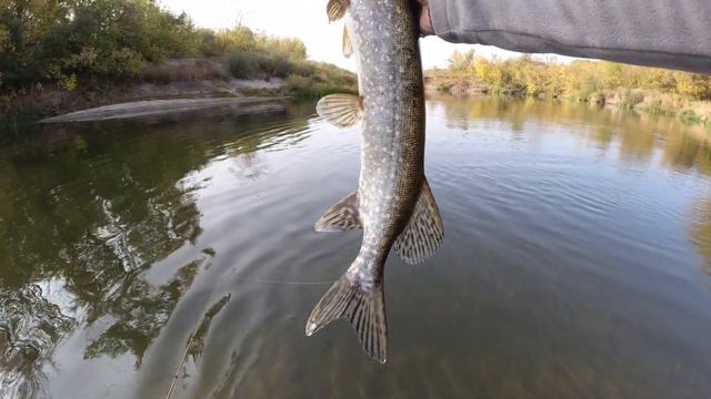 Сменил воблеры на джиг. Удачный эксперимент. Рыбалка на щуку осенью. смотреть онлайн