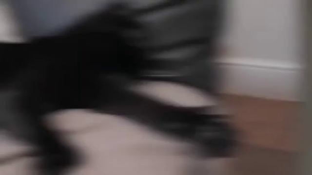 Пендаль коту и выгон из ментуры смотреть онлайн