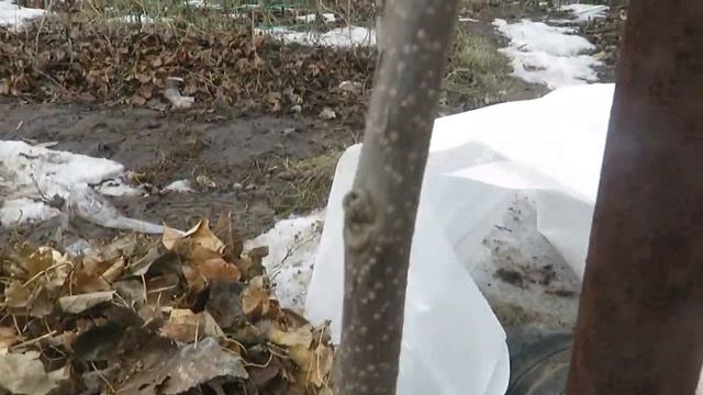 Зимовка хурмы в Поволжье 20-21 г. смотреть онлайн
