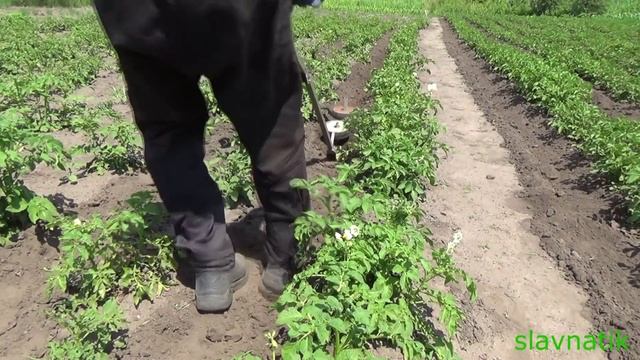 Ручное окучивание картофеля,окучник плоскорез. смотреть онлайн