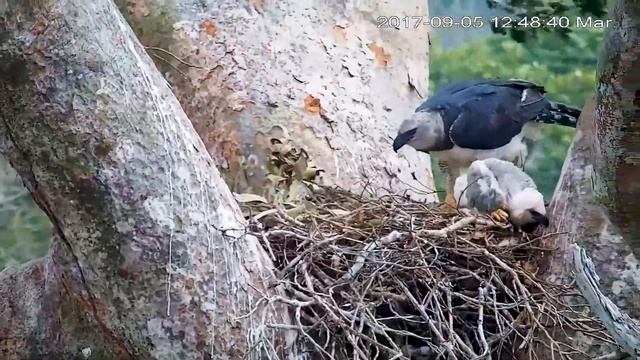 Harpy Eagle Chick Under The Storm - HarpyCam #22