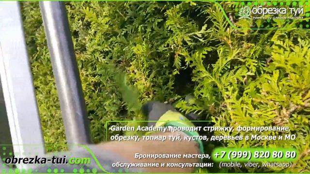 Стрижка живой изгороди, обрезка туй ☎+7-999-820-80-80 www.Obrezka-tui.com смотреть онлайн