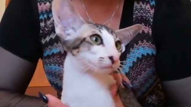 Ориентальный котик готов к переезду смотреть онлайн