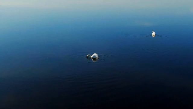 Saint-Saëns - The Swan | Relaxing Classical Cello and Piano Music | 1 HOUR смотреть онлайн