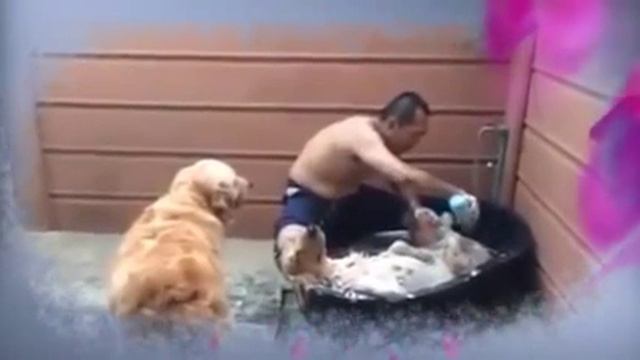 Собака на СПА процедуре! Как она балдеет! смотреть онлайн