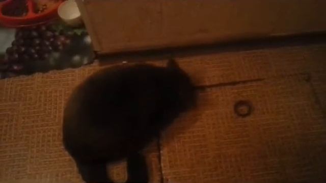 Стираем мягкие игрушки с котиком Царём ))) ИГРУШКИ КРУТЯТСЯ В СТИРАЛЬНОЙ МАШИНЕ !!! Видео для детей