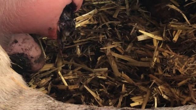 ПОЧЕМУ КОРОВА ОТКУСИЛА СЕБЕ ДОЙКУ? смотреть онлайн