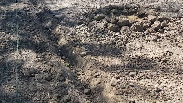 #60 Как я сажал огурцы "Наташа". смотреть онлайн