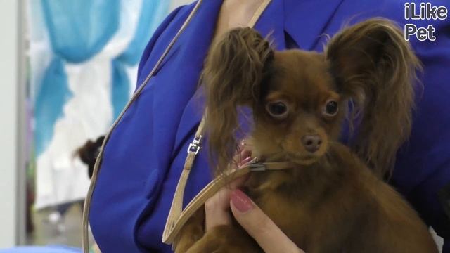 Русские породы собак смотреть онлайн