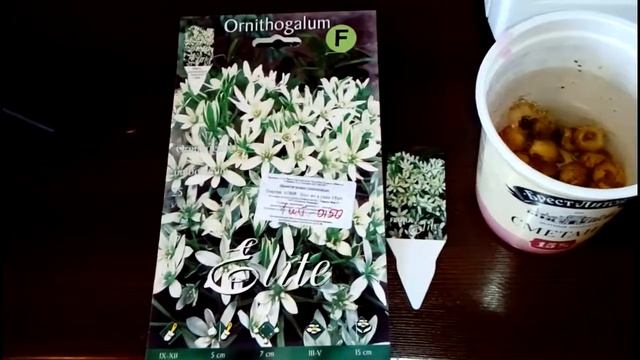 ПТИЦЕМЛЕЧНИК или ОРНИТОГАЛУМ. Посадка луковиц осенью. смотреть онлайн