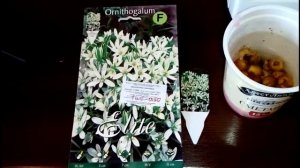 ПТИЦЕМЛЕЧНИК или ОРНИТОГАЛУМ. Посадка луковиц осенью.