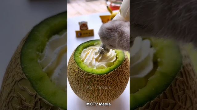 Cats Make Food 2022 "Chef Cat ChangAn" Tiktok Compilation #3 смотреть онлайн