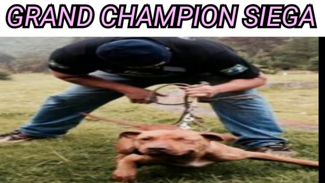 The Chosen Few's Grand Champion "Siega" смотреть онлайн