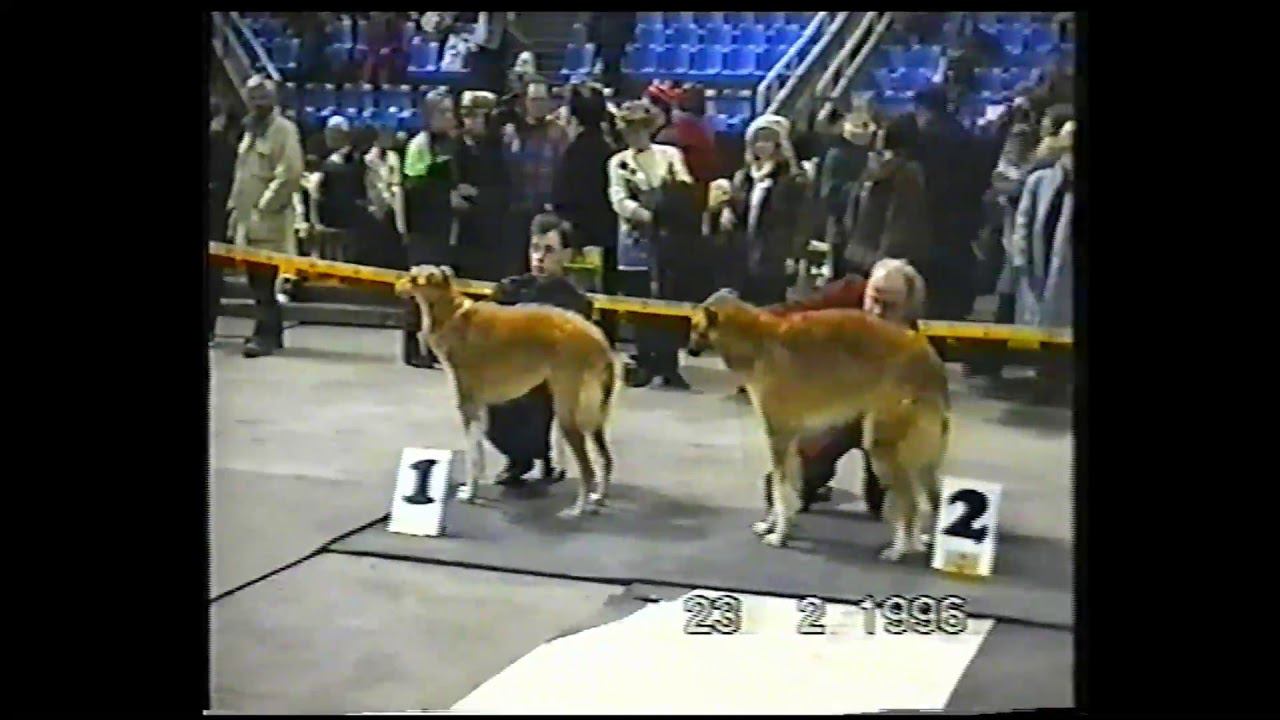 Евразия - 96. Интернациональная выставка собак всех пород.1996 г. спорткомплекс ЦСКА. смотреть онлайн