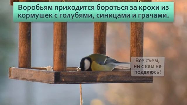 Почему в городах массово исчезают воробьи смотреть онлайн