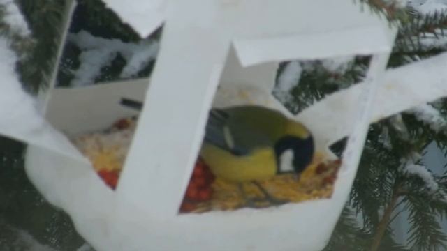 Синицы в кормушке смотреть онлайн