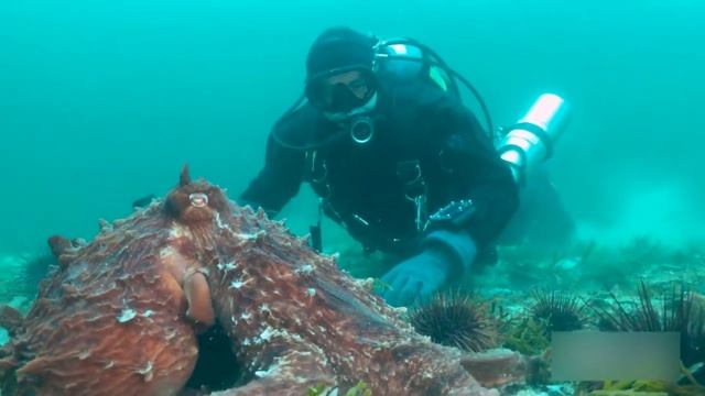Самый опасный осьминог и кальмар. Мифы и реальные нападения. смотреть онлайн
