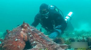 Самый опасный осьминог и кальмар. Мифы и реальные нападения.