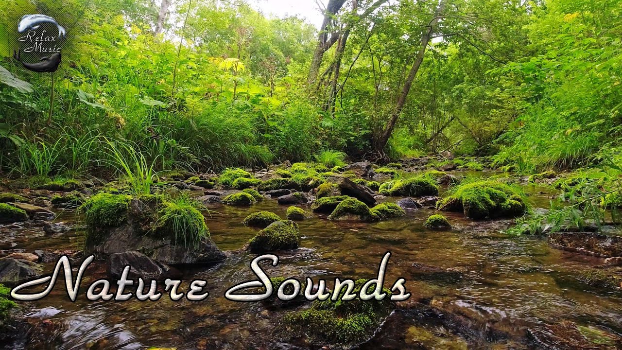 Звуки спокойной лесной реки и щебетание далеких птиц / Звуки природы для отдыха смотреть онлайн
