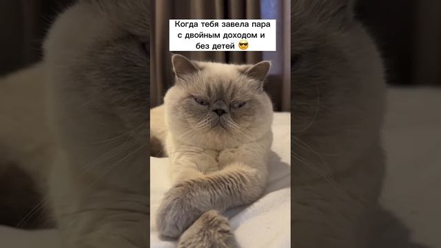 VID-20230816-WA0034.mp4 смотреть онлайн