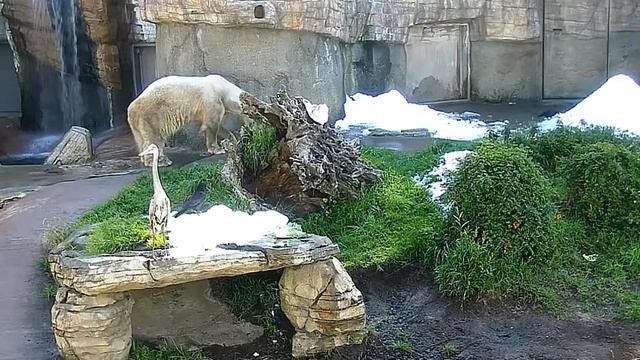 Ворона проверяет-что вкусного было в снегу#San Diego Zoo смотреть онлайн