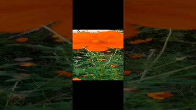 Коты и цветы