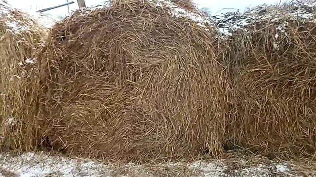 Перекатываем солому. Пришли в сарай