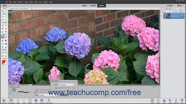 Photoshop Elements 2020 Tutorial The Impressionist Brush Adobe Training