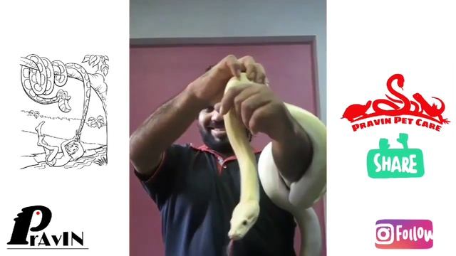 Leucistic Ball Python Snake - And My Favourite Serial The Jungle Book смотреть онлайн