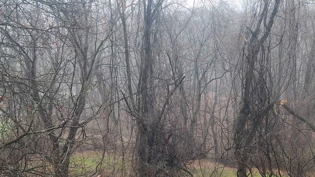 4K #winter #forest #nature #snow #calm #lullaby #yoga #music #pennsylvania Dec 2022 Original #film смотреть онлайн