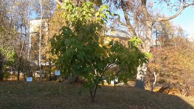 Пьяный парк (Нижний парк) смотреть онлайн