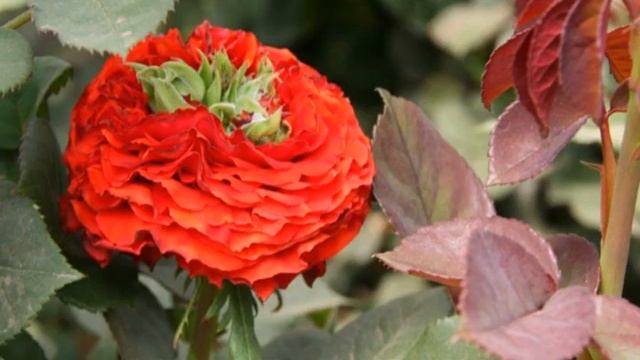 Роза Ред ай смотреть онлайн