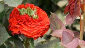 Роза Ред ай