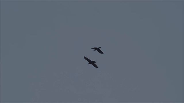 Huginn ok Muninn - Dark Viking Music смотреть онлайн