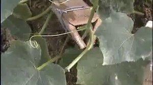 Огурцы Литл Лиф. Семена почтой http://фечшоп.рф