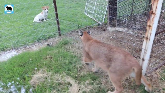 Inside The Cage With Wild Caracal смотреть онлайн