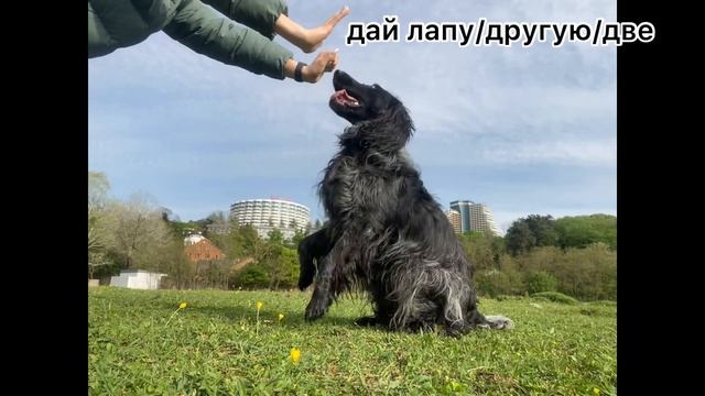 дог-фрисби / трюки / команды | в исполнении спаниеля Бетти 3.5 года смотреть онлайн