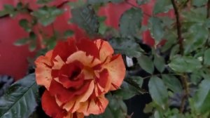 ВЫНОСЯТ МОЗГ НОВЫЕ РОЗЫ!? Сорта роз которые меня удивили.