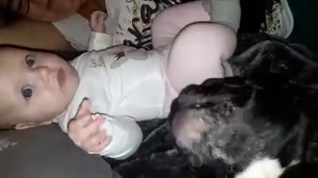 Французский Бульдог самый добрый и дружелюбный пёс смотреть онлайн