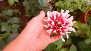 Георгина низкорослая  "патио".  Обзор сортов