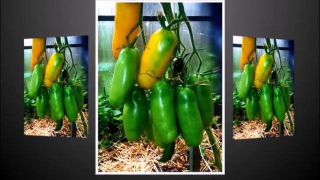 Самые лучшие сорта, это те, которые проверены не один год - рекордсмены по урожайности! смотреть онлайн