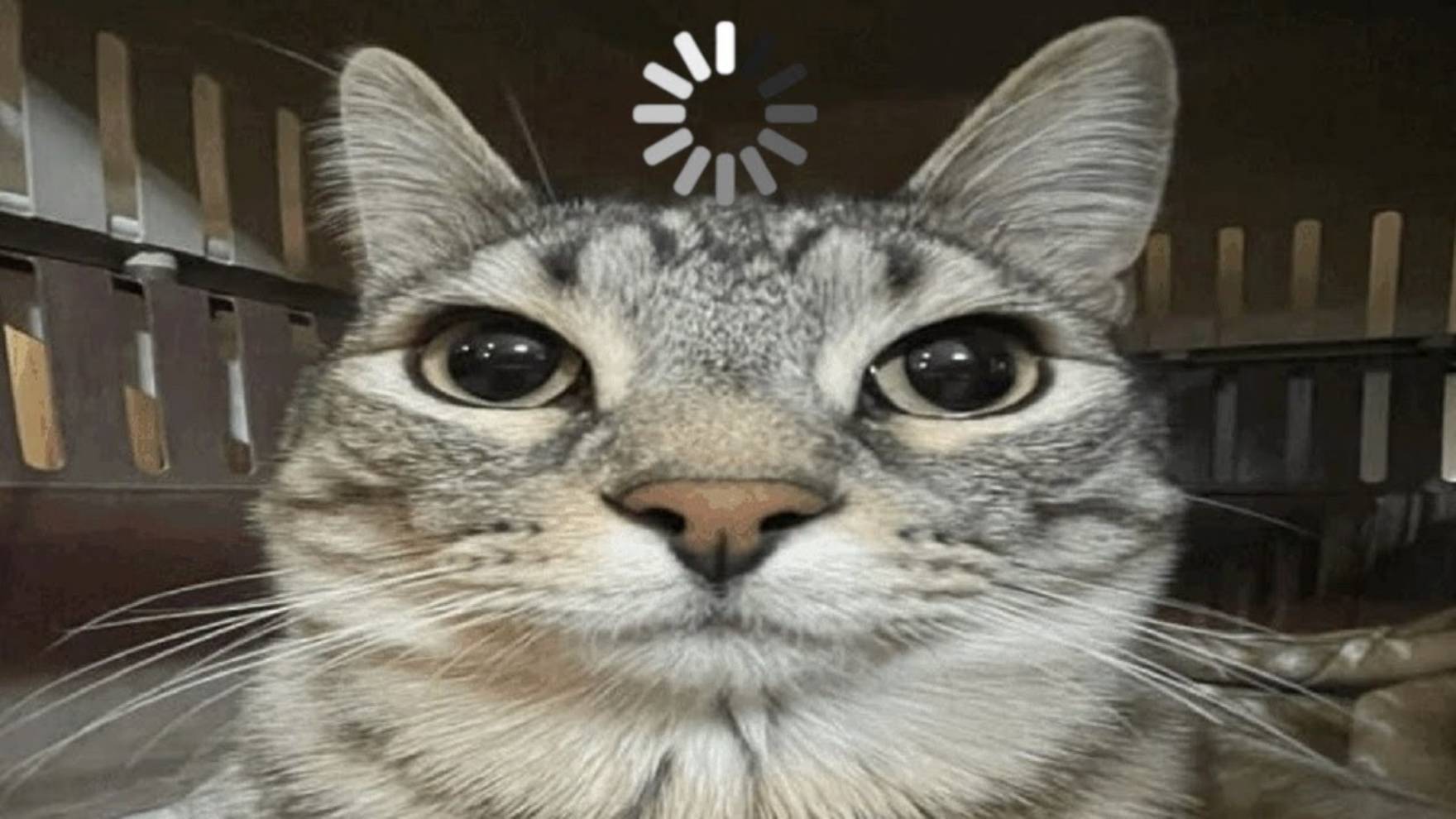 Funny cats 😂 Смешные коты - Смешные видео про котов смотреть онлайн